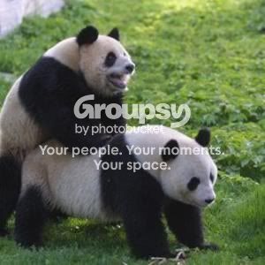 pandas.jpg