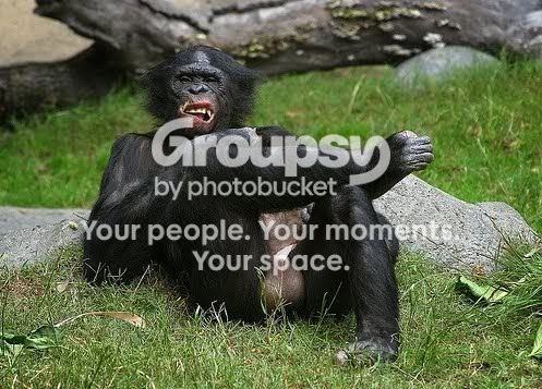 monkeysactinglikehumans01.jpg