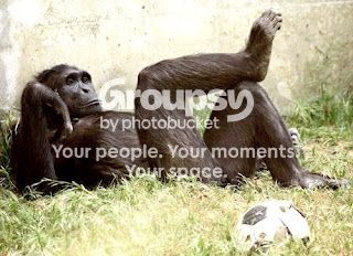relaxingmonkey.jpg