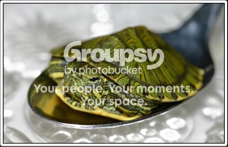 turtles_002.jpg