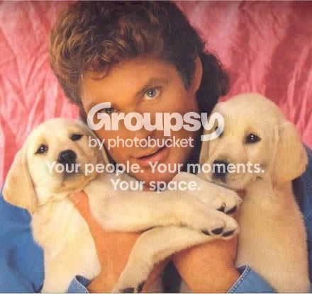 hasselhoff_with_puppies.jpg