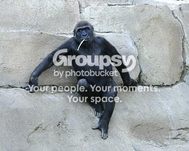 wildanimal.jpg