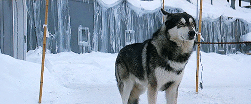 tumblr_pzeggtWy8a1y3i3lyo2_500.gifv
