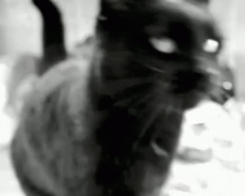 Cat Scratch GIFs | Tenor