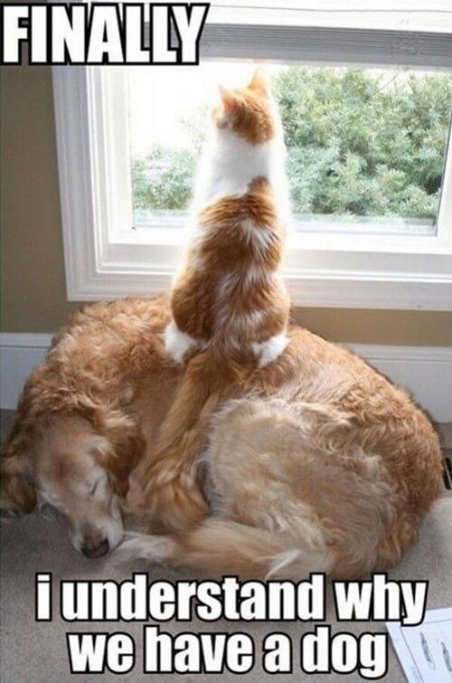 Top 50 Dog and Cat Memes: Can Dog and Cat be friends?
