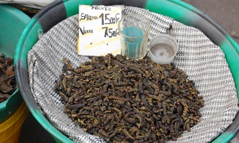 Mealworms for sale at Gambela market in Kinshasa in the Democratic Republic of Congo.